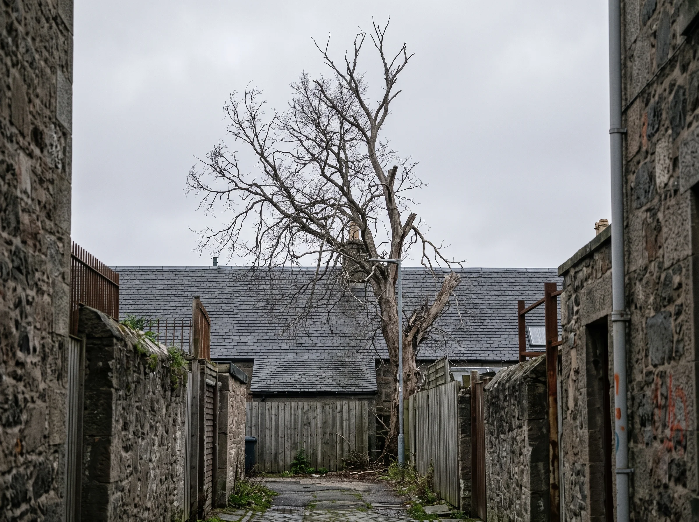 A dead, leafless elm towers over a slate roof from a tight rear lane in Nairn, hemmed in by stone walls and wheelie bins.