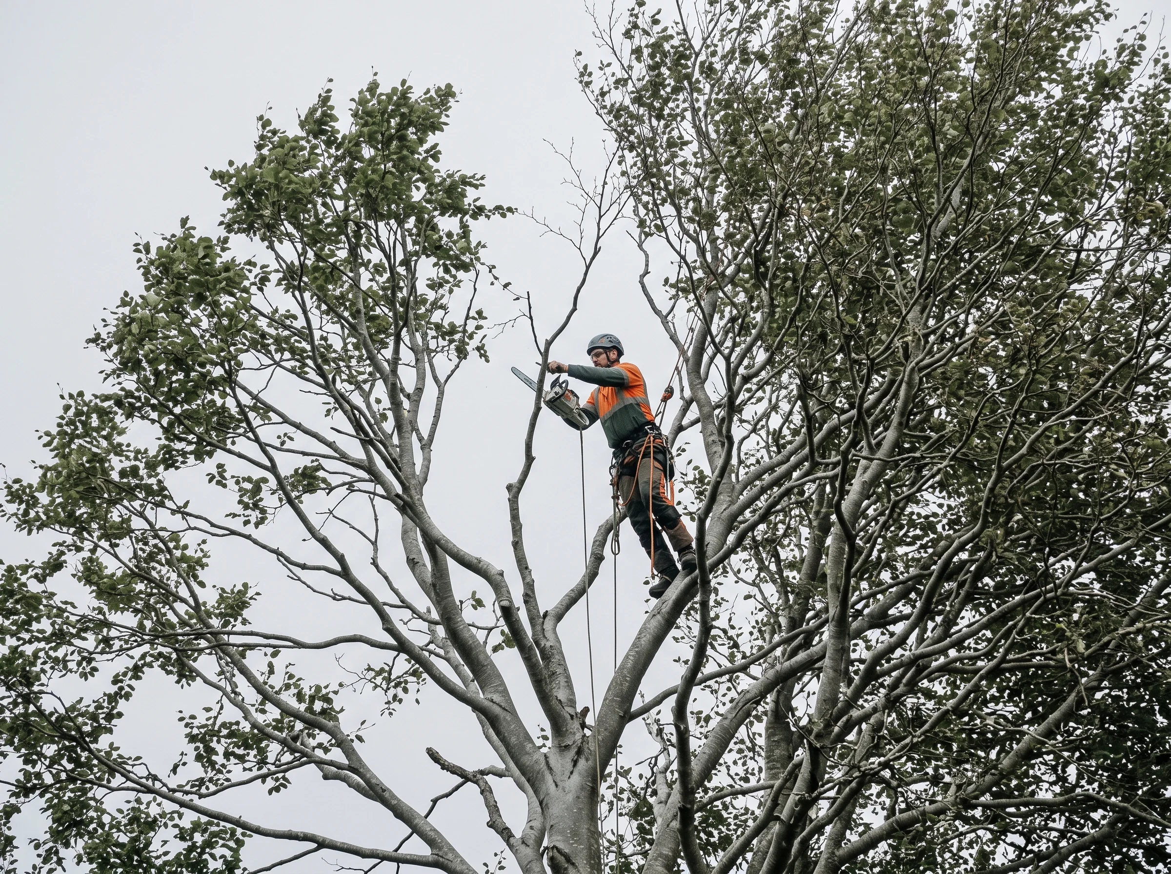 A climber high in a beech crown makes a measured reduction cut, with one side of the crown already reduced to an even, natural shape.